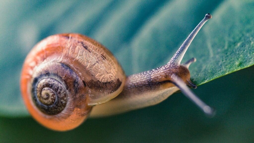 Slowly but surely: List of the slowest creatures on Earth