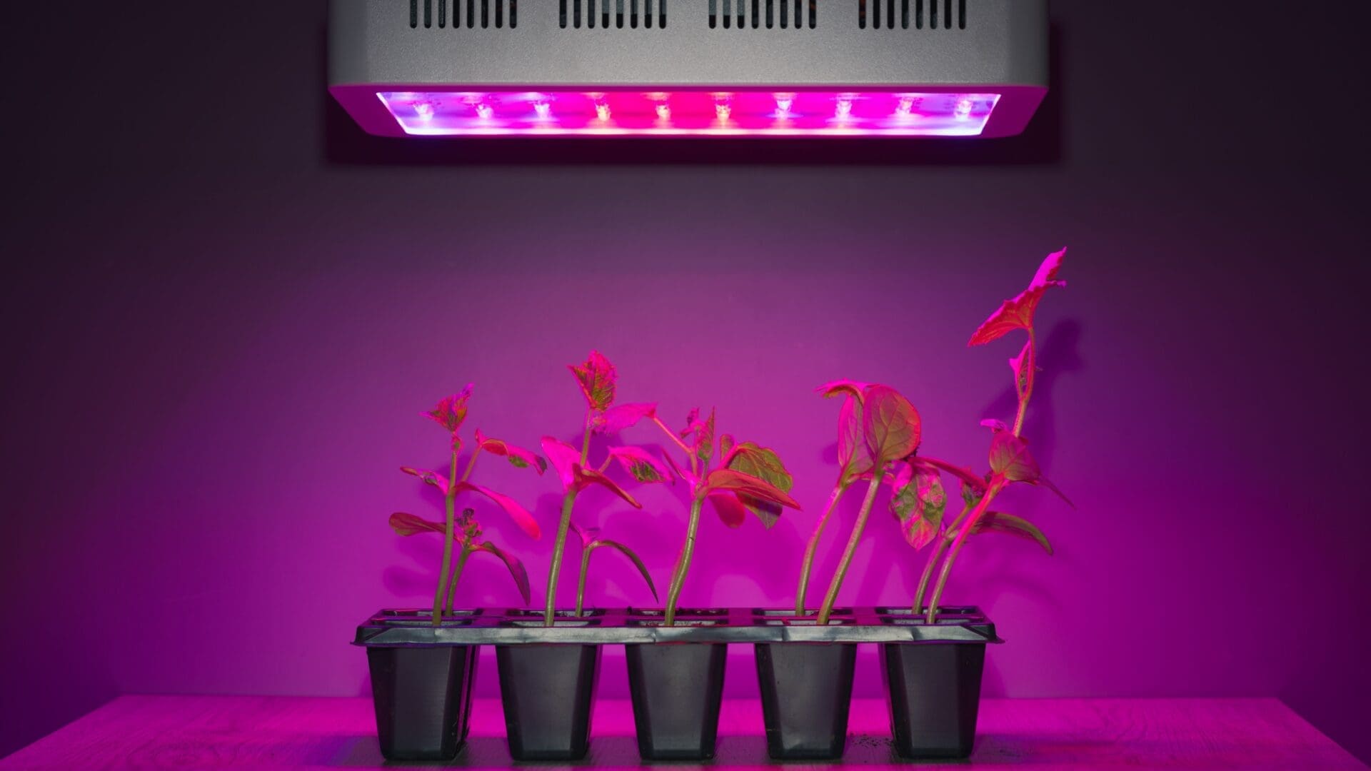 Grow lights have low energy consumption and long lifetime.