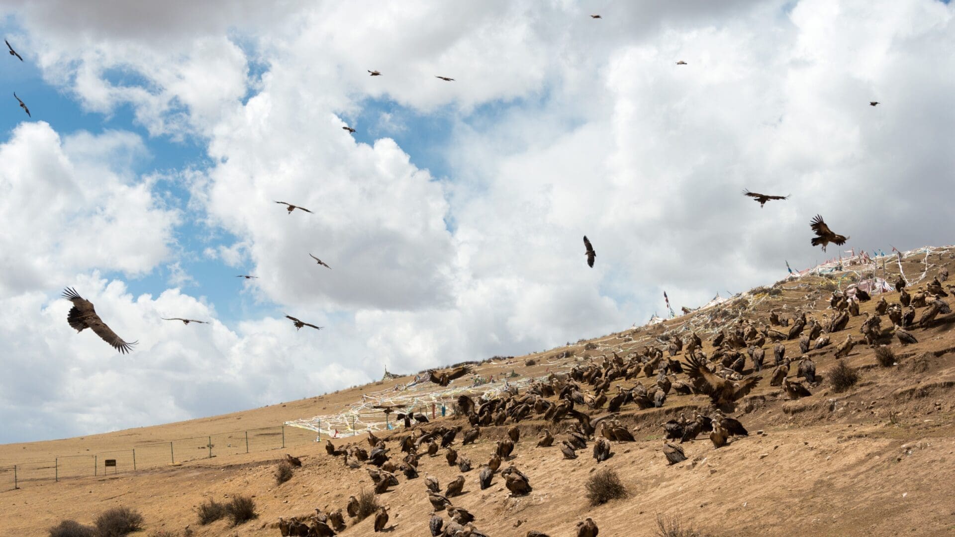In Xinchuan, China, vultures gather to await their food after the ceremony.