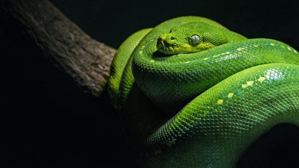 The world's most venomous snakes