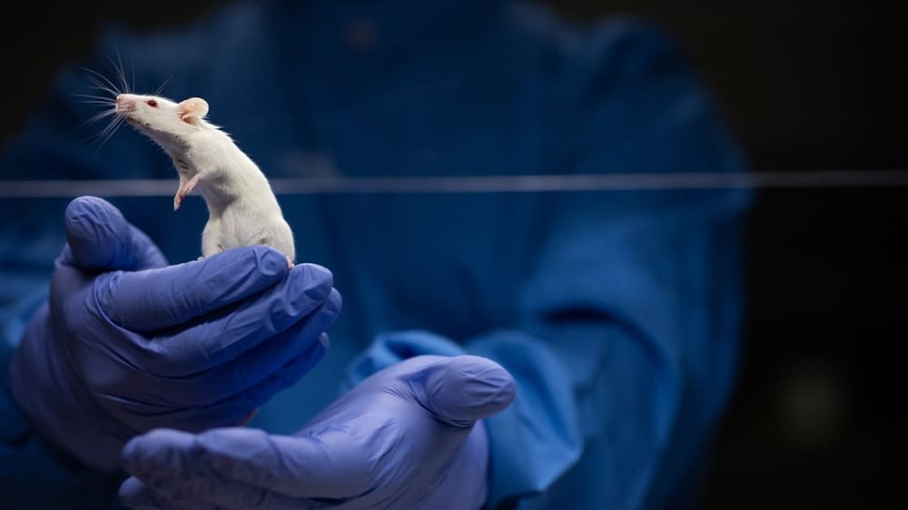 If the substance is effective in mice, we may soon see results in humans.