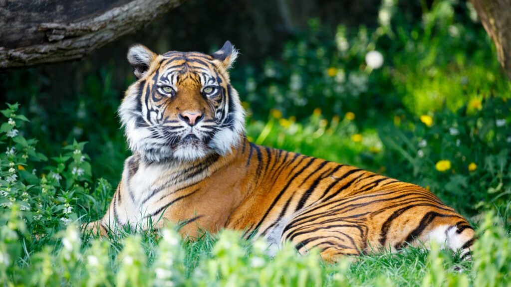 The most popular animals in the zoo: Which ones attract visitors the most?