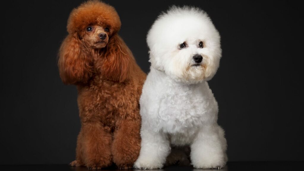 Home without hair: you will love these dogs