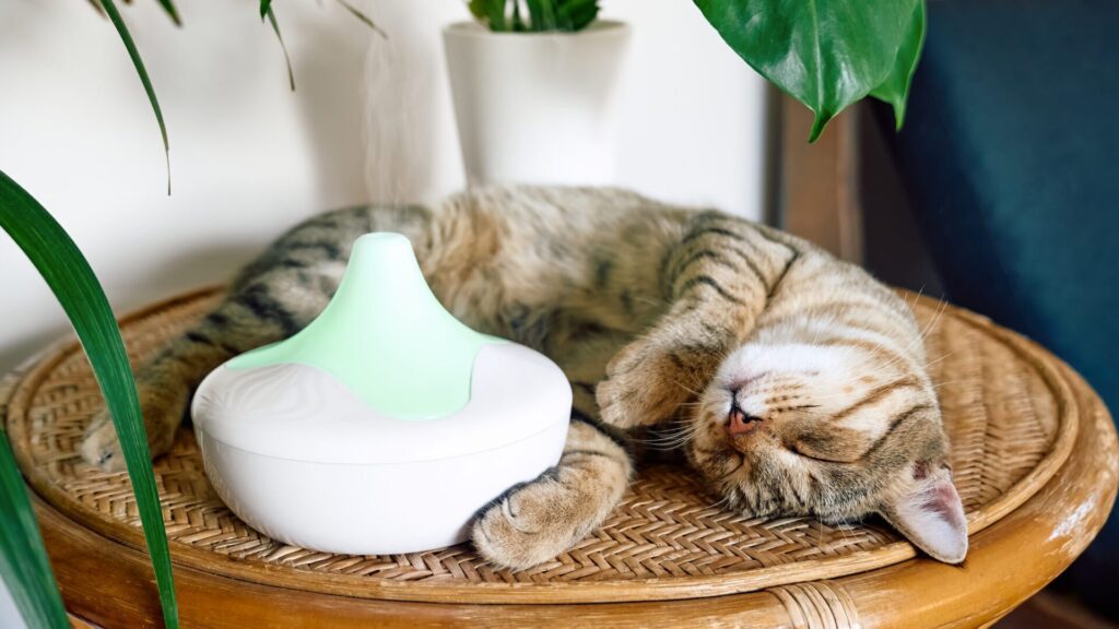 Animals perceive scents in multiple ways, so they may not be healthy for them