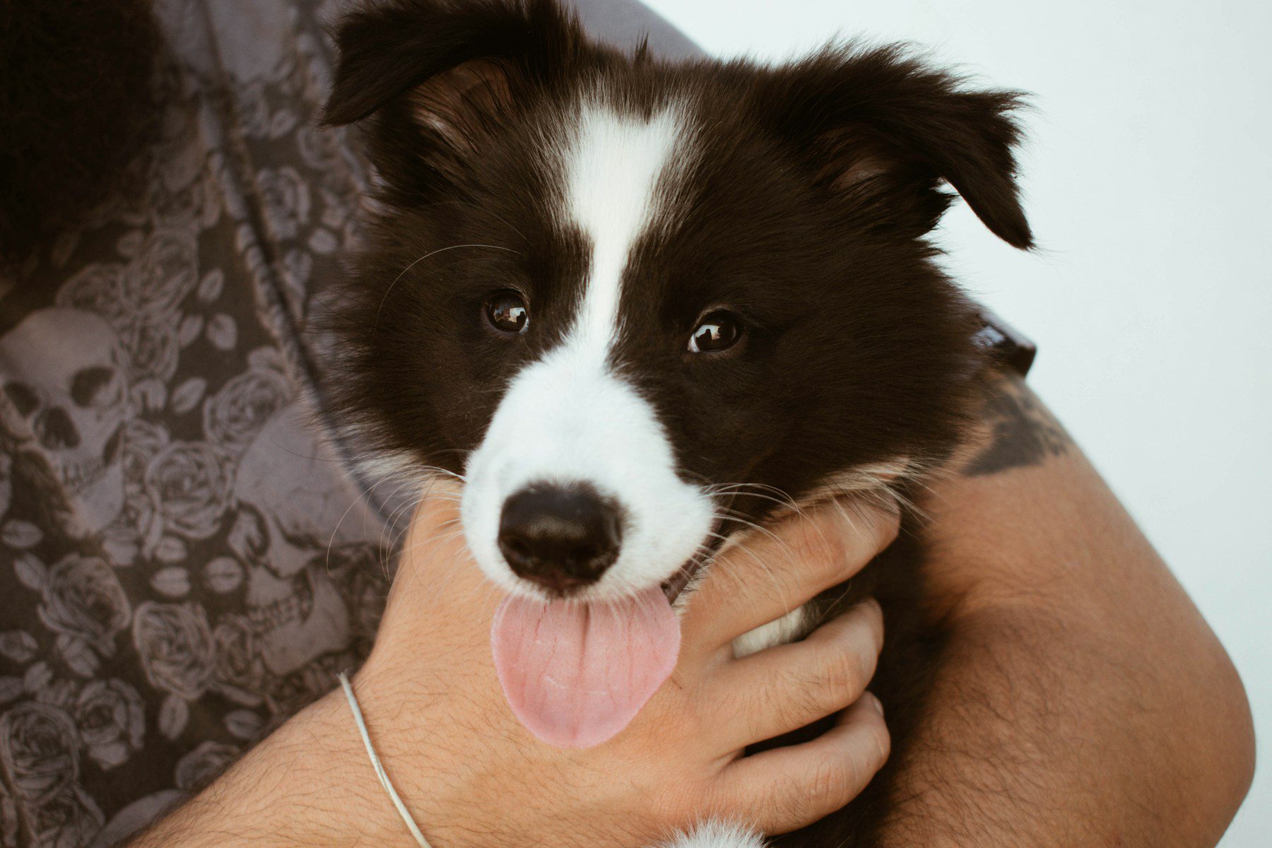 Although dogs have far fewer taste buds in their mouths than humans, they can still detect a lot by licking.