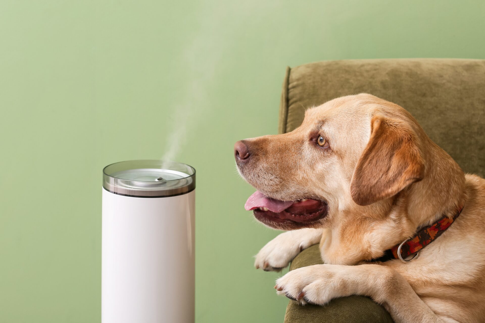 While diffusers may look harmless, they can actually be toxic to your pets.