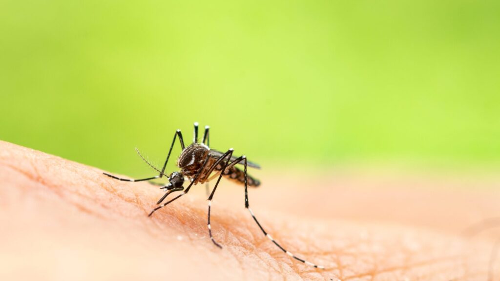 You can get rid of mosquitoes with natural repellents.