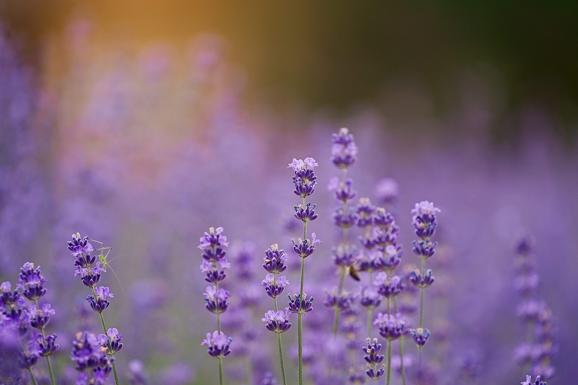 The essential oil in lavender repels mosquitoes.