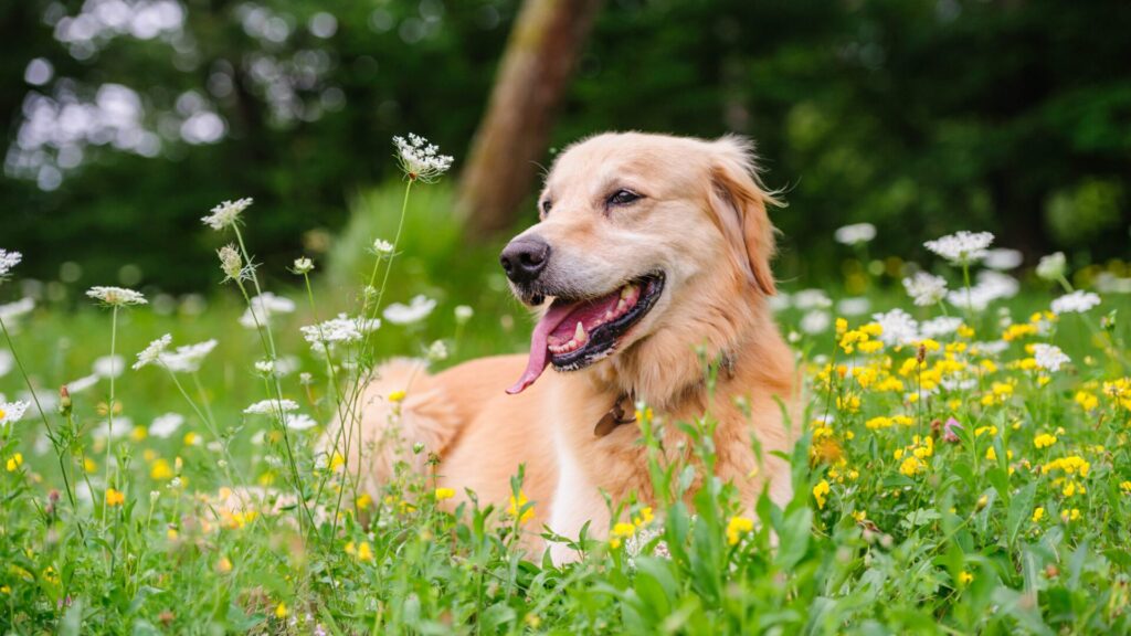International Dog Day celebrates all dogs regardless of their origin.