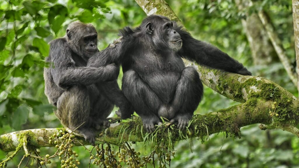 Primate conservation is important, which is why this day was created.