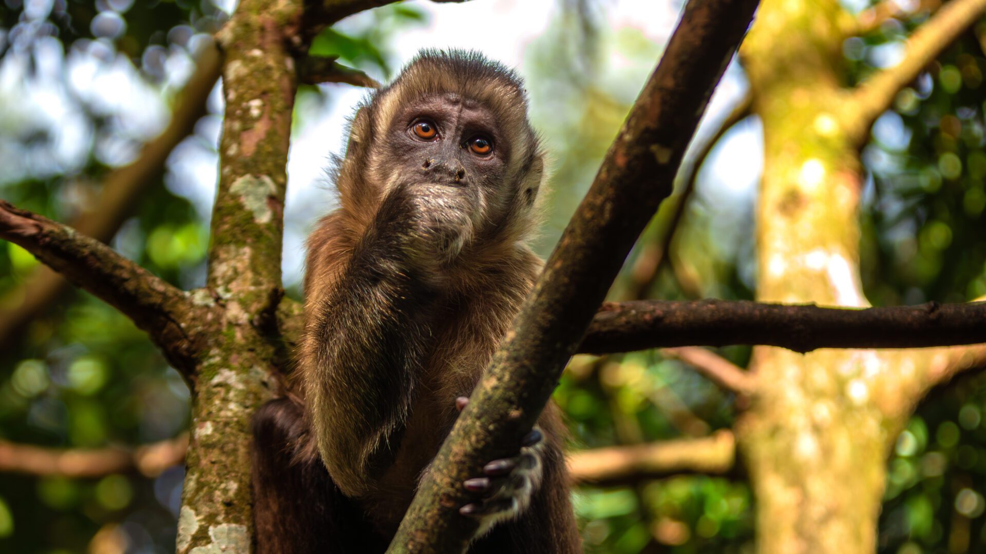 Primates should not be inferior. They share the same DNA with humans.