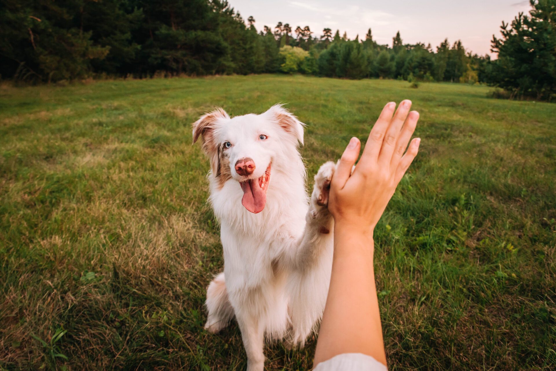 Man and dog are an inseparable pair.