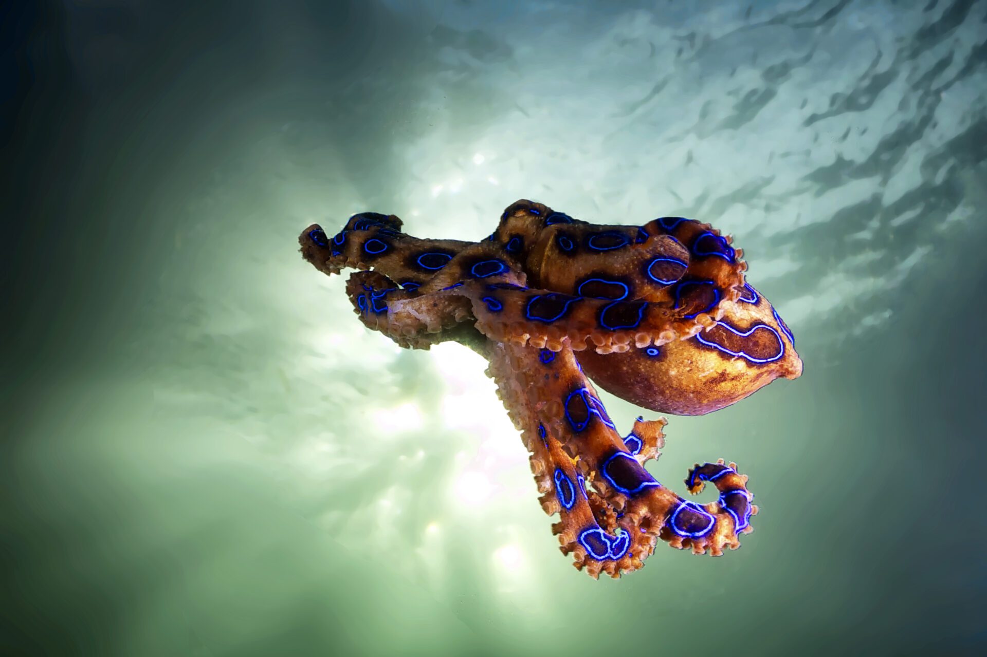 The ringed octopus is a very small species.