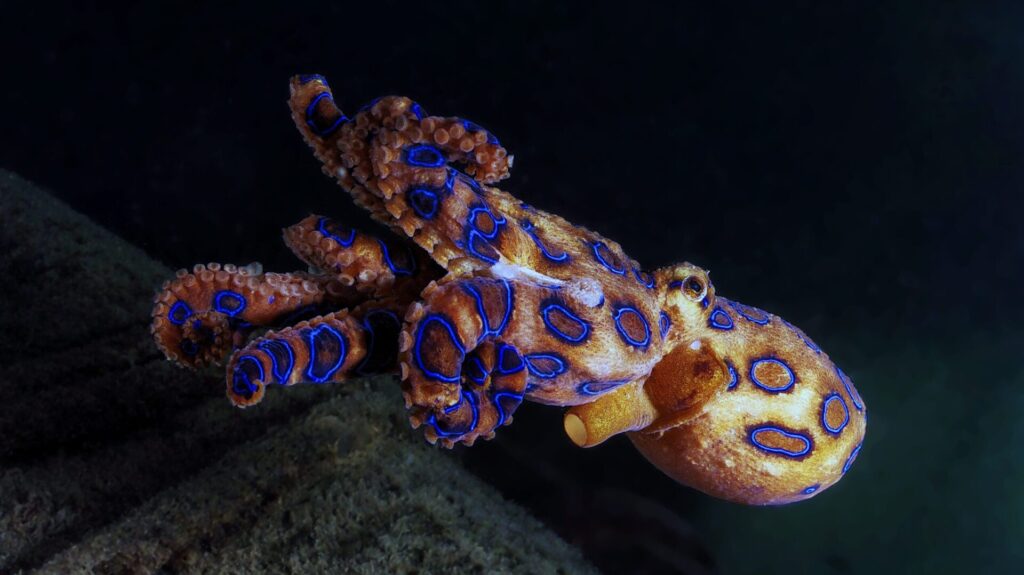This octopus stands out with its blue colouration.