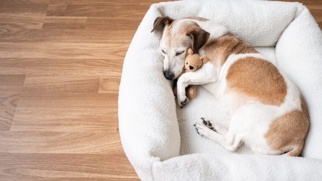 Dogs eat just like humans.