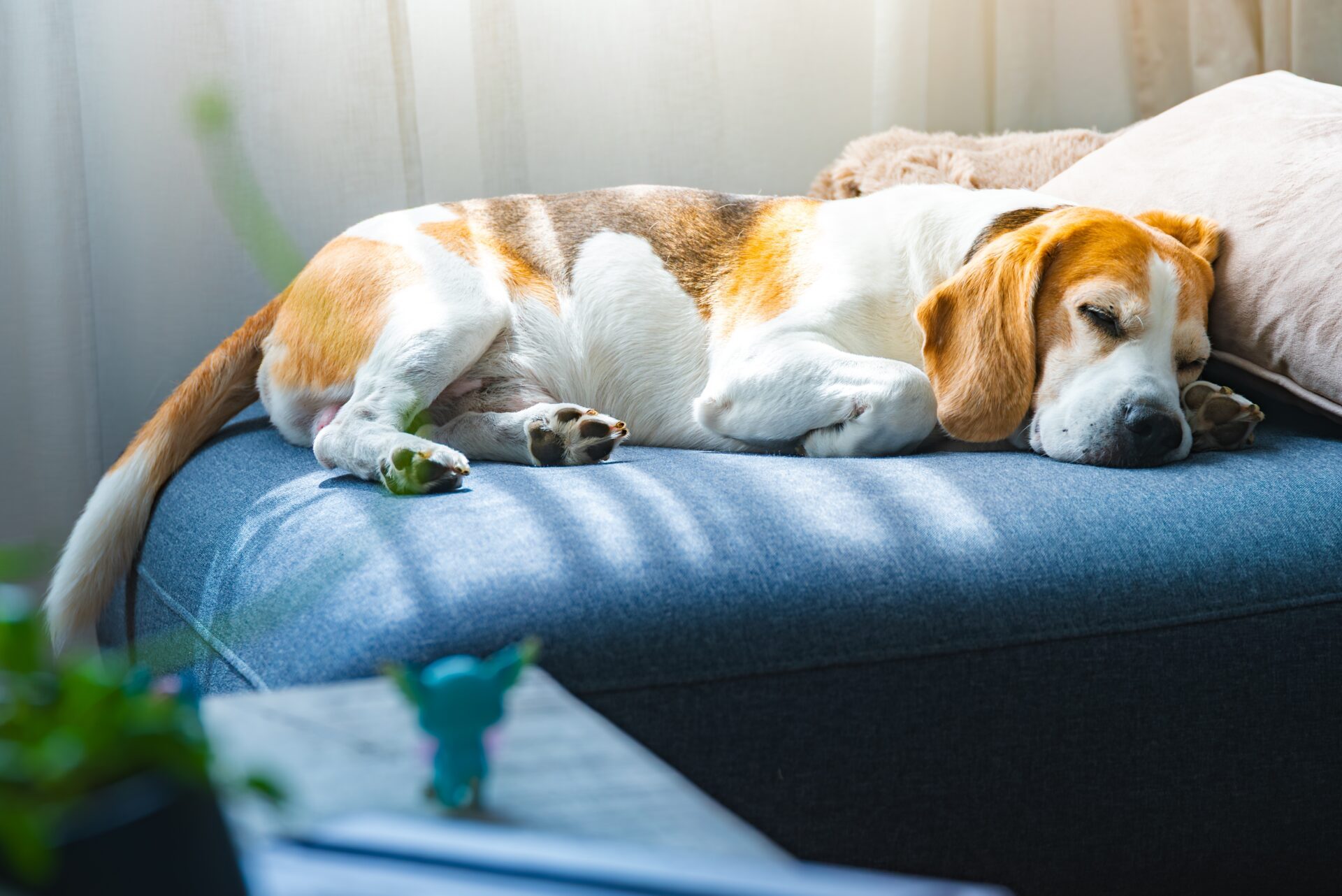Dogs most often dream of their owners.