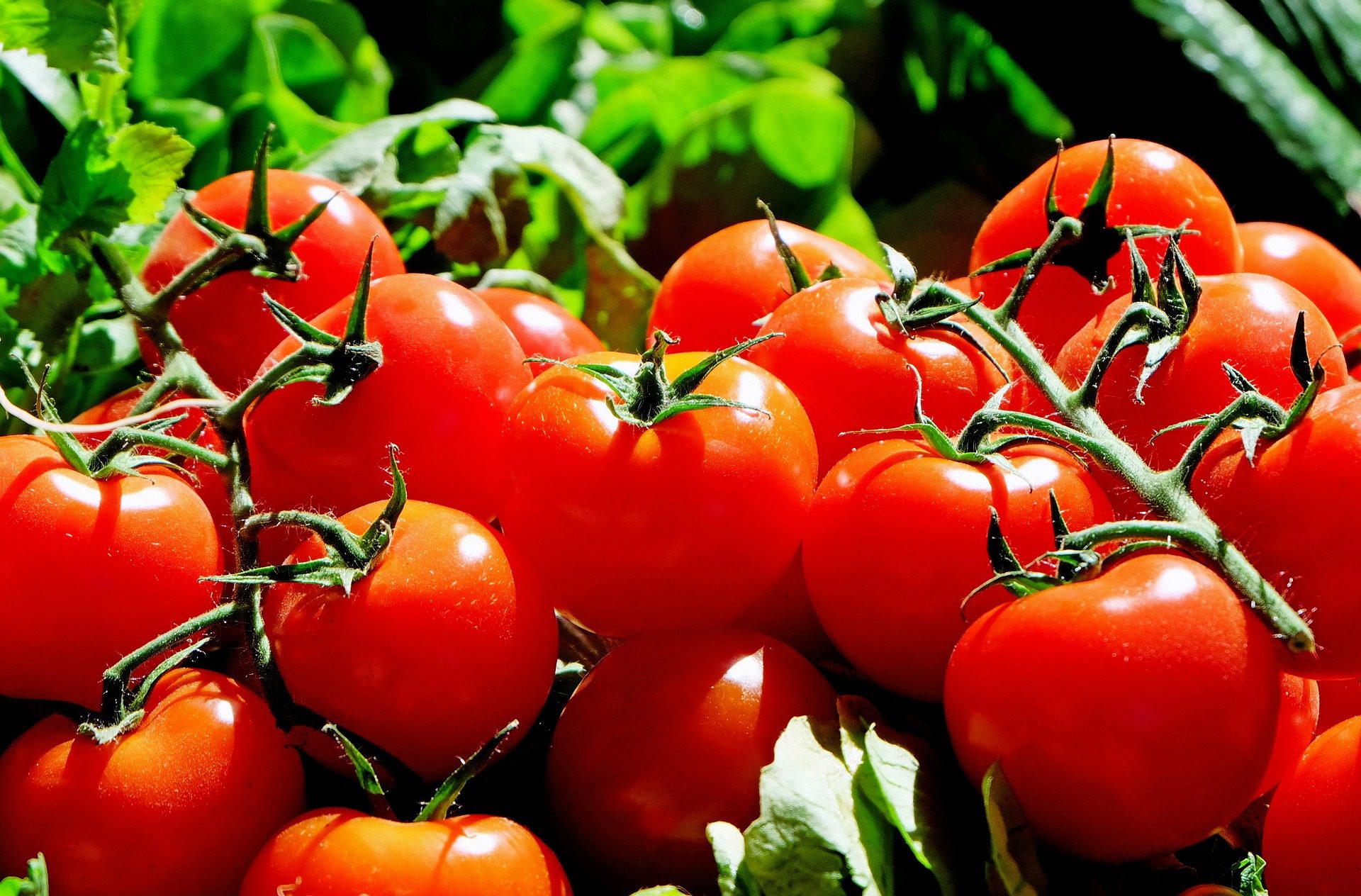 Proper fertilization is also important for healthy, high-quality fruit