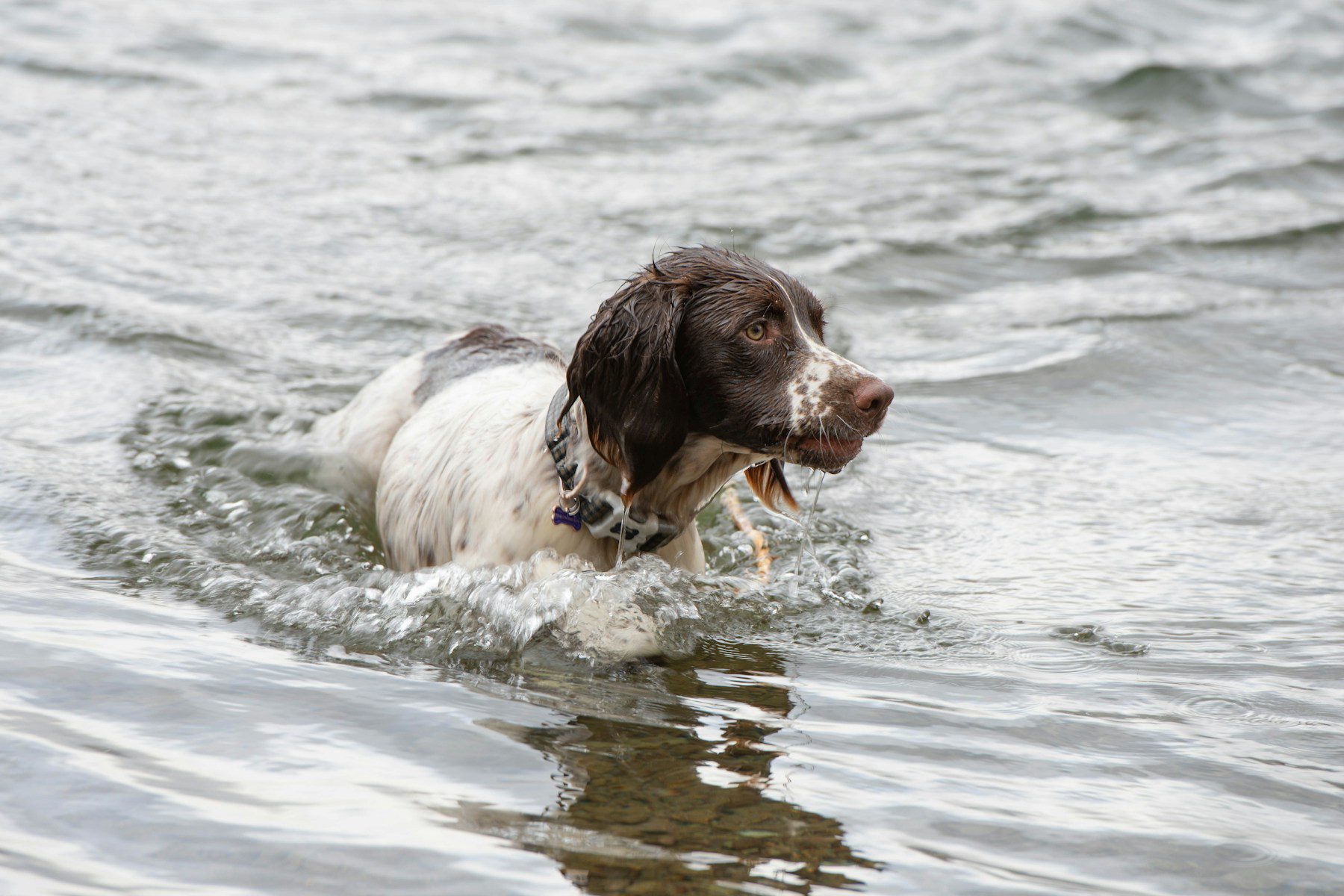 If you let your dog swim in the pond in the summer, you risk his health.