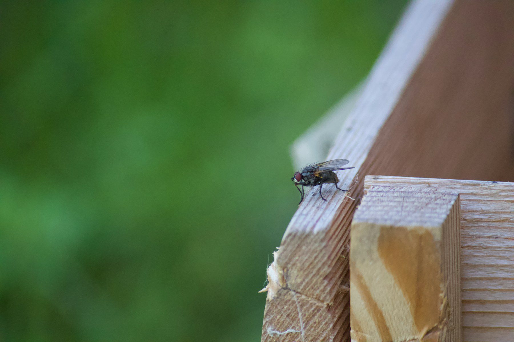 If flies sit in a quiet and warm place, they rest and are least attentive.