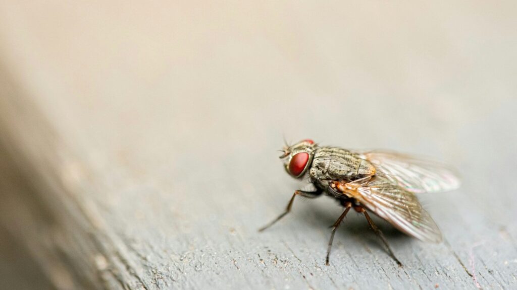 Flies have a variety of defence mechanisms, which is why they are sometimes difficult to catch. But if you know how their bodies work, you can kill them with your bare hands.