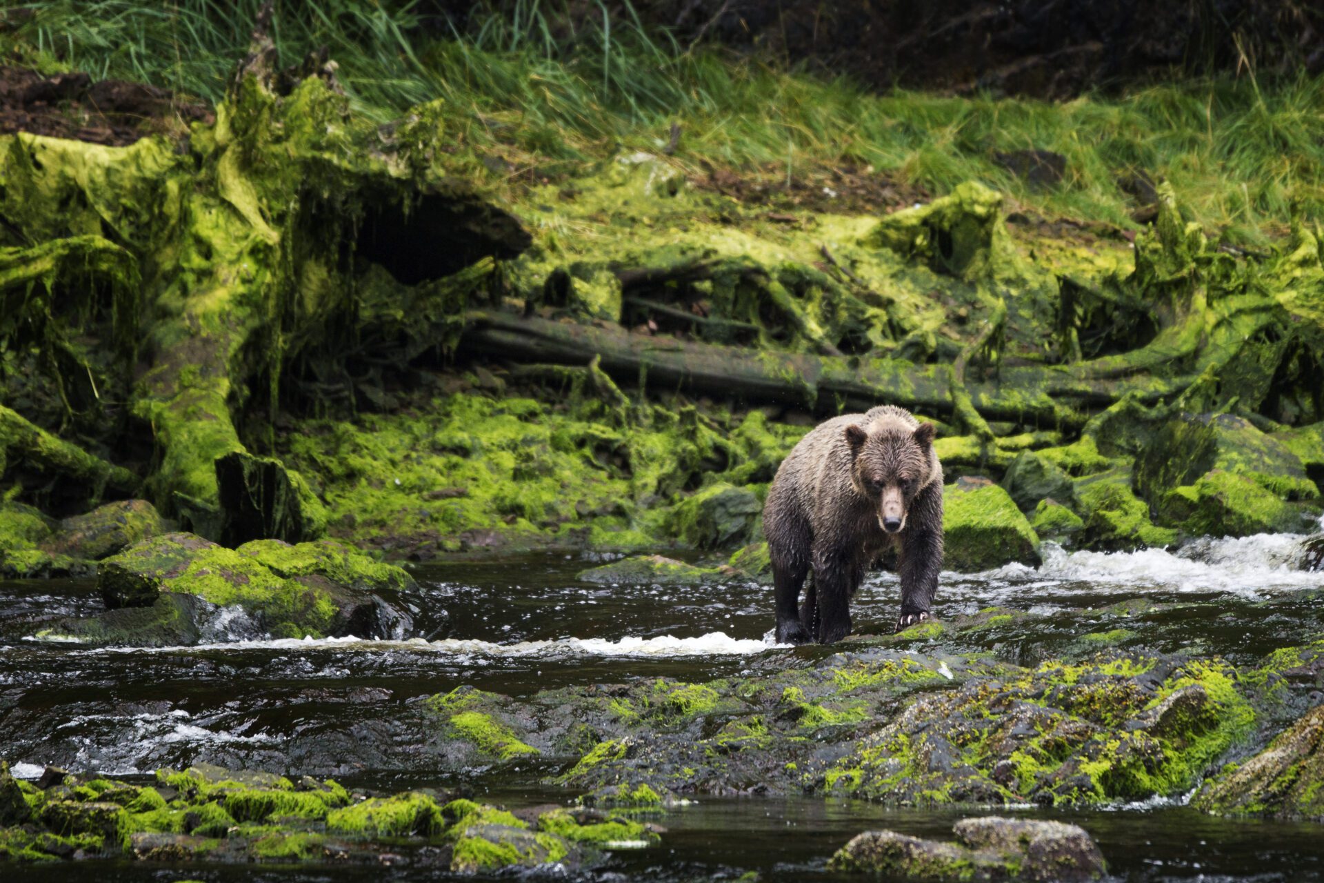 Animals living in the wild need to be protected.