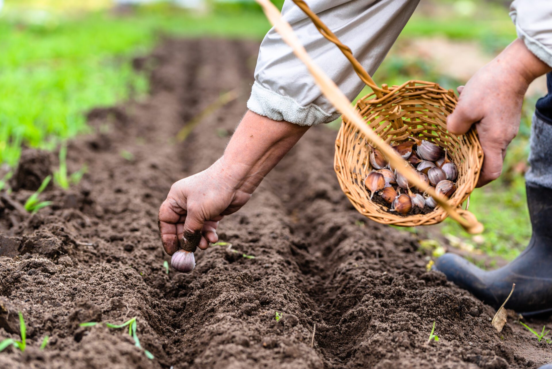 Bulb crops are planted in autumn.