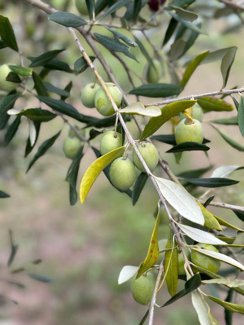 Olive cakes are not just a waste. They can have uses you might not even think of.