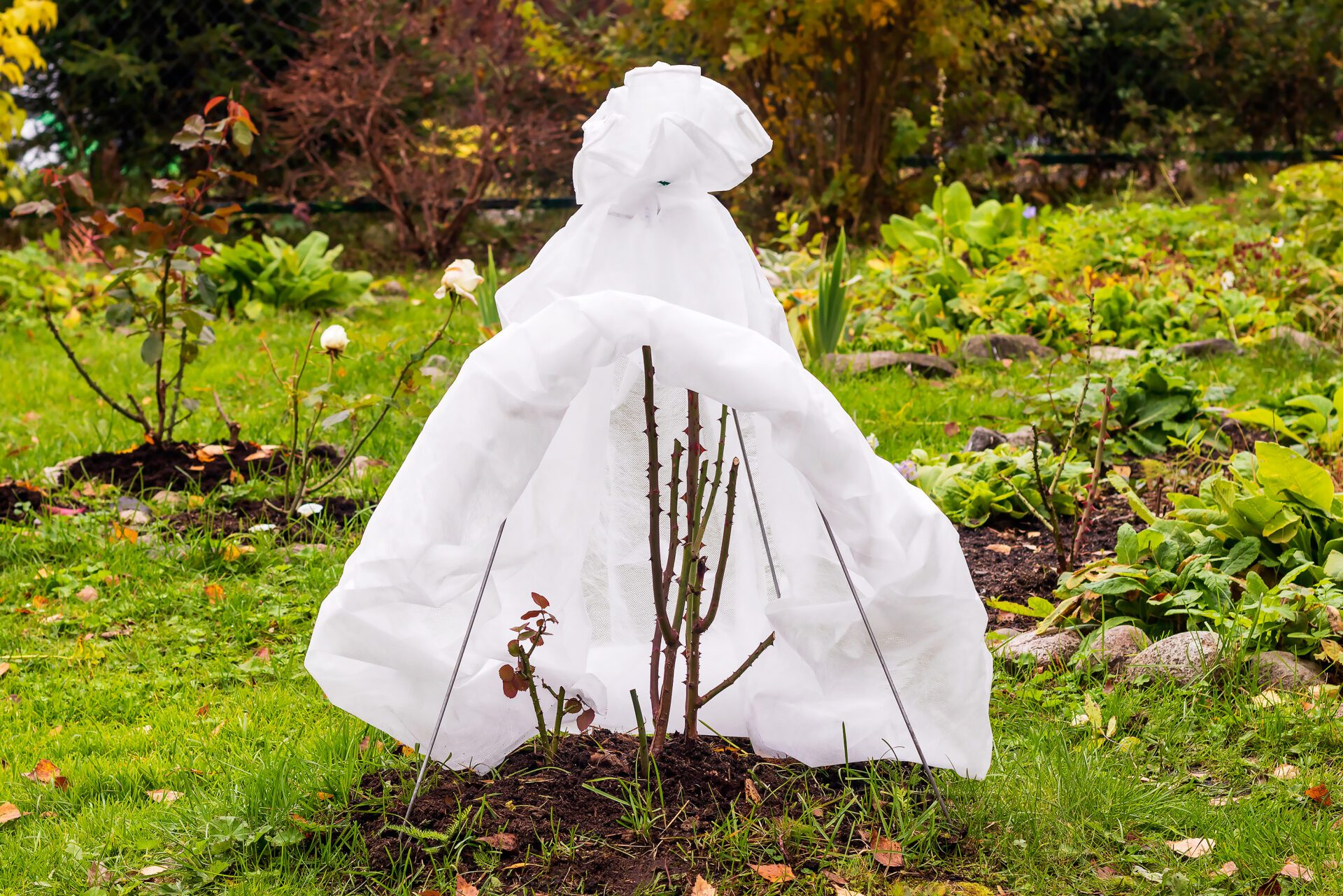 It is wise to tie up climbing roses and cover them with breathable fabric.