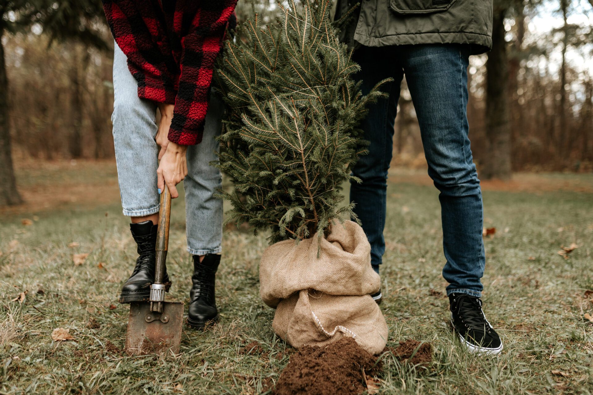 The best time to transplant outside is in spring when the weather warms up and the ground thaws.