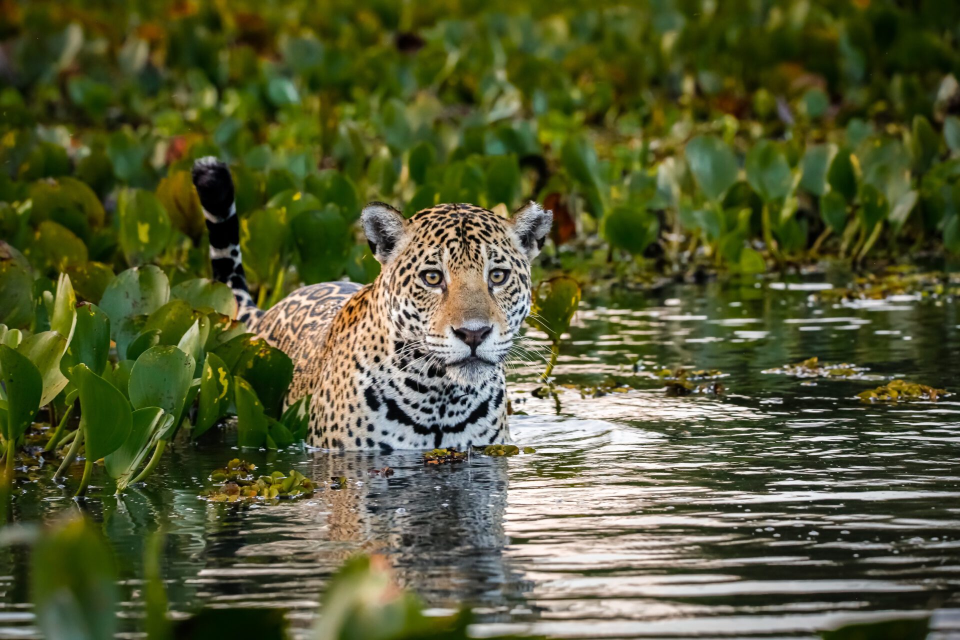 The Pantanal is home to countless species of animals, including jaguars.