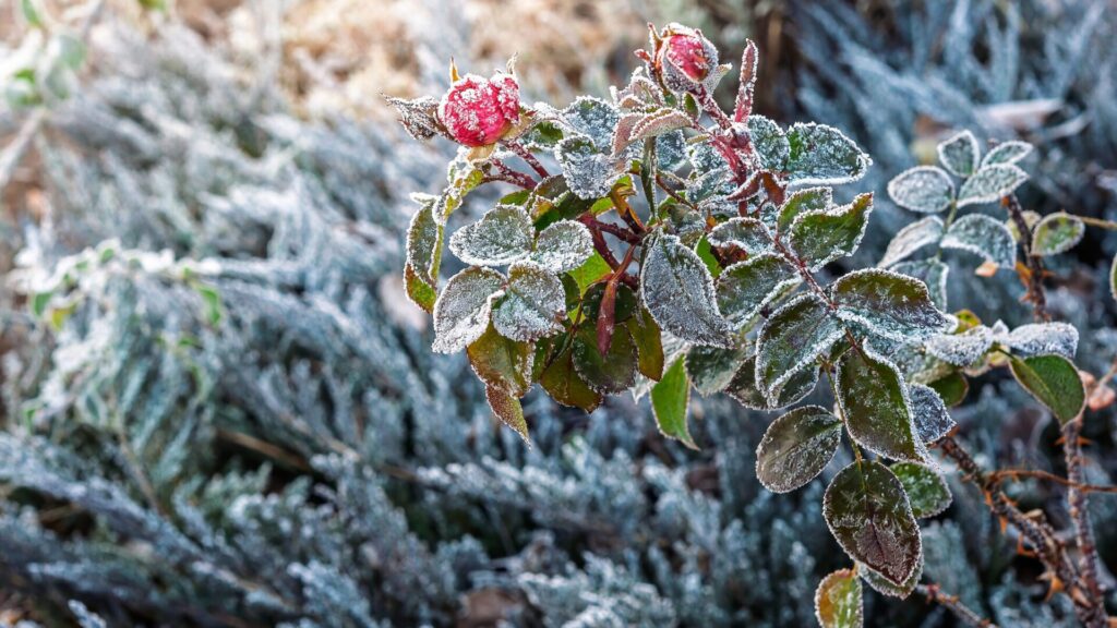 As soon as the first frosts arrive, it is essential to prepare the roses for winter.