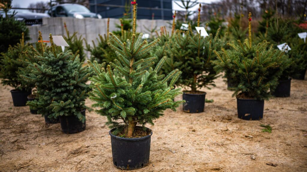 Proper care of the potted tree is essential.
