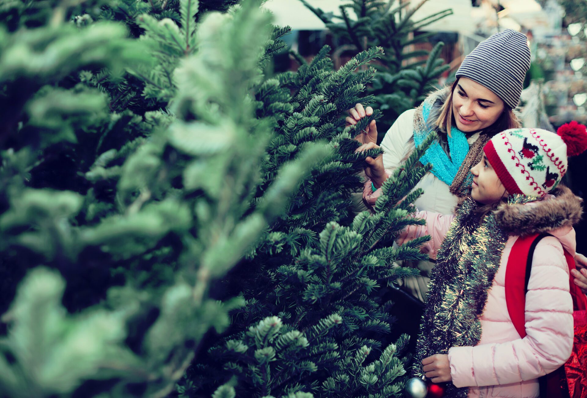There are a number of details to watch out for when choosing a Christmas tree. This way it can last longer.
