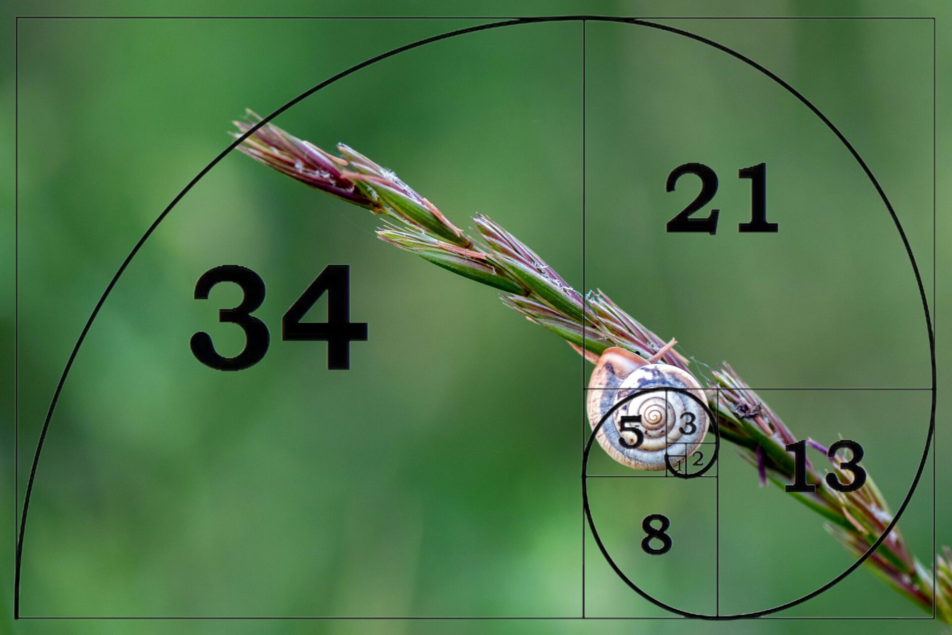 The Fibonacci sequence is commonly found in nature.