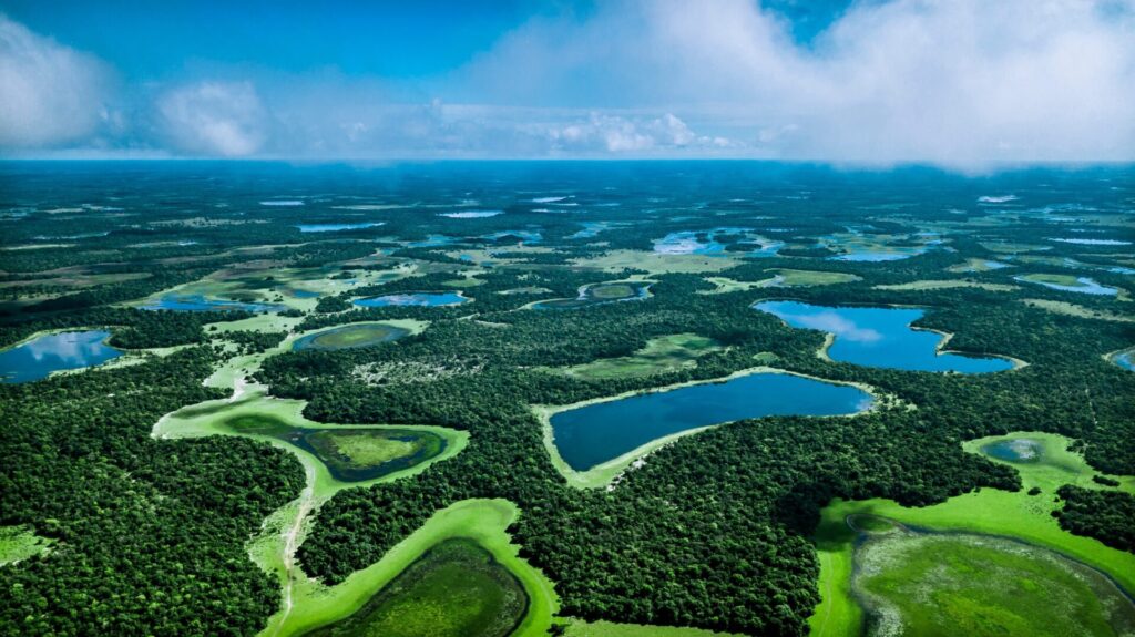 The Pantanal has a unique biodiversity. There are over 4,700 animals and plants.