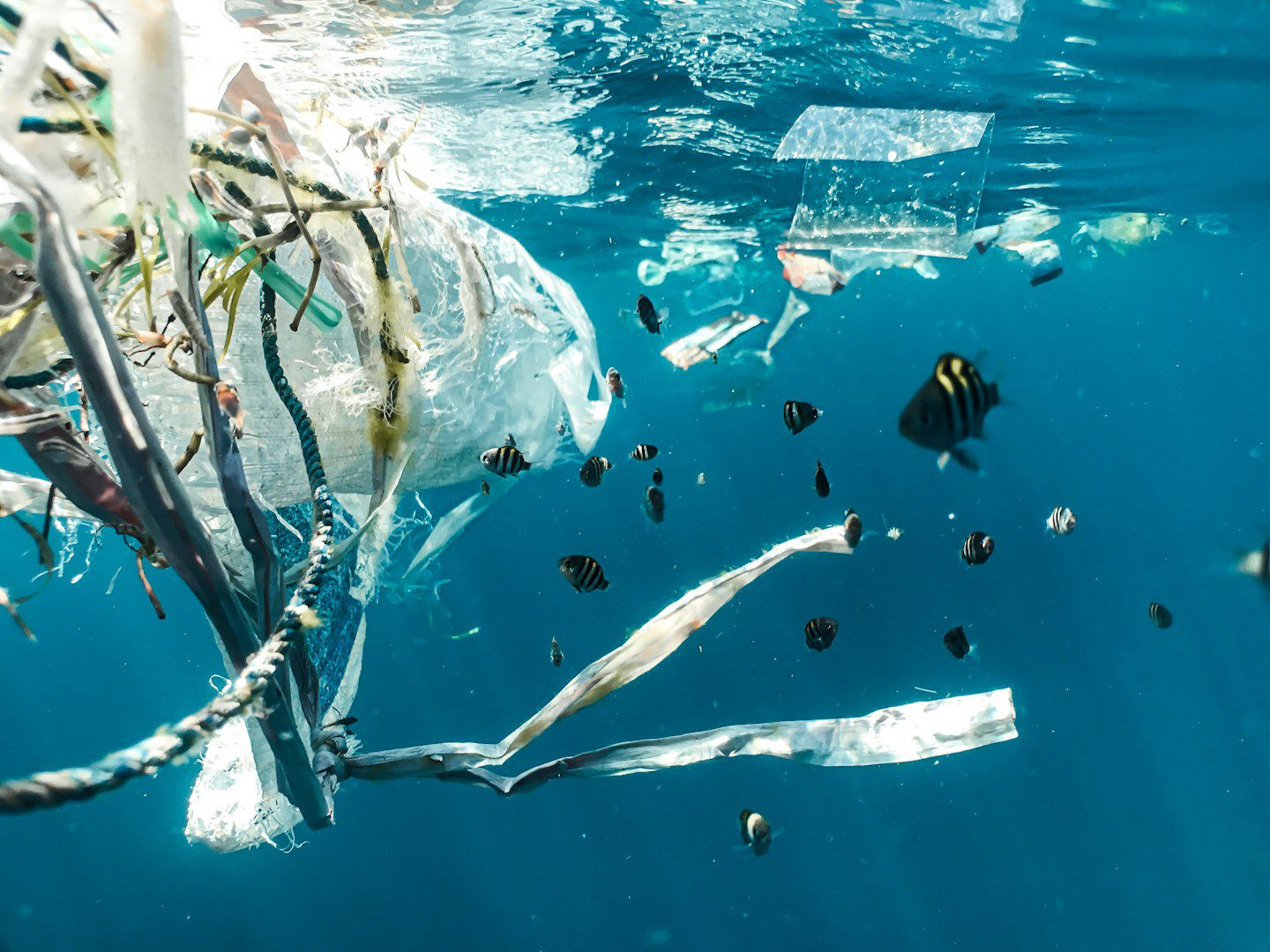 Plastic waste is bad for the planet. Plastics in food are bad for our bodies. But according to studies, they can still be good for our health in some ways.