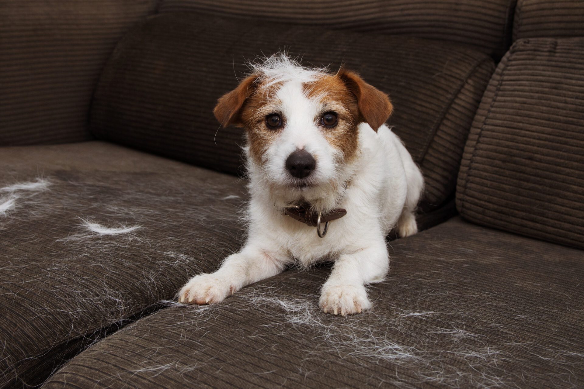 Washing animal hair from a pillow is sometimes very complicated. But if you know the right tricks, you can manage.