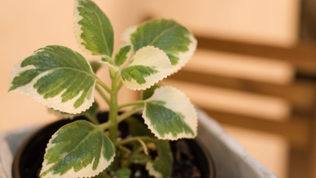 Rhyme tree is an ornamental plant for the home. But it has a variety of health benefits. You can use it for many problems.