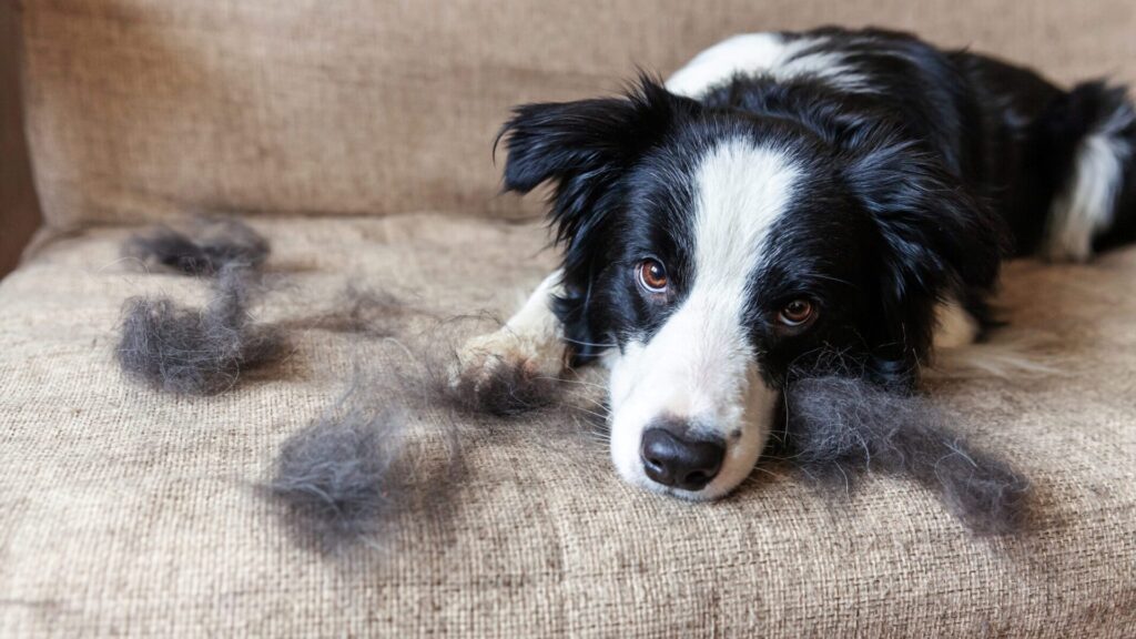 Pet friends bring the risk of having their hair all over your house or apartment too. But getting rid of them is easier than you think.