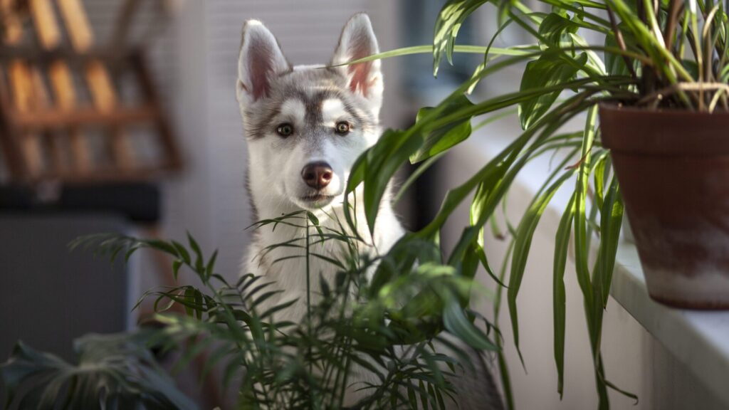 Some plant species can cause serious health problems for your pet.