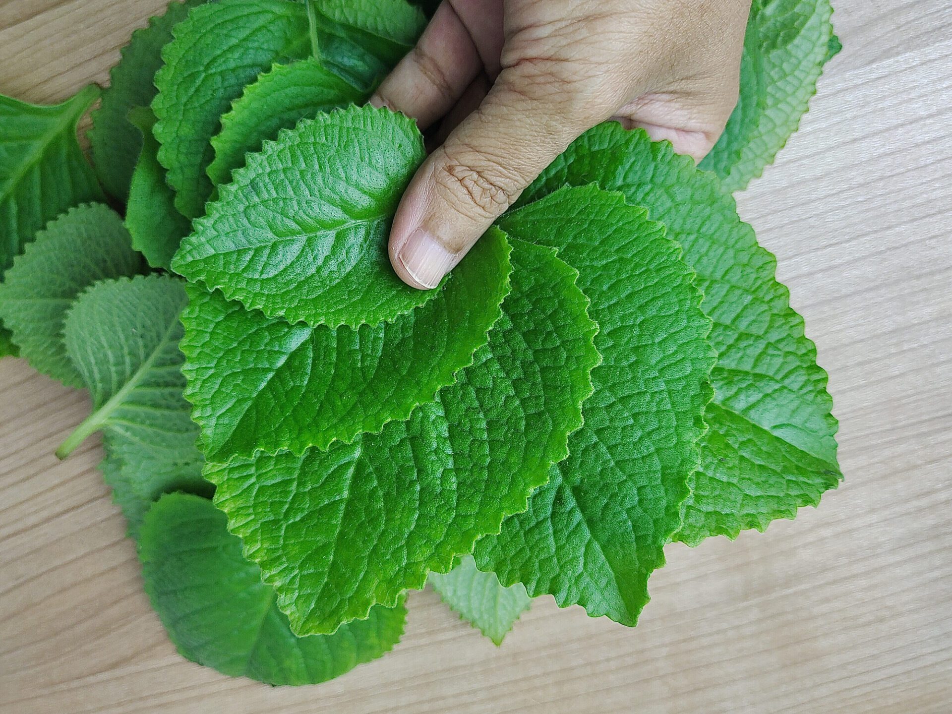 You can make both tea and syrup from rhyme. It can also be added to salads. But its leaves have other healing effects.