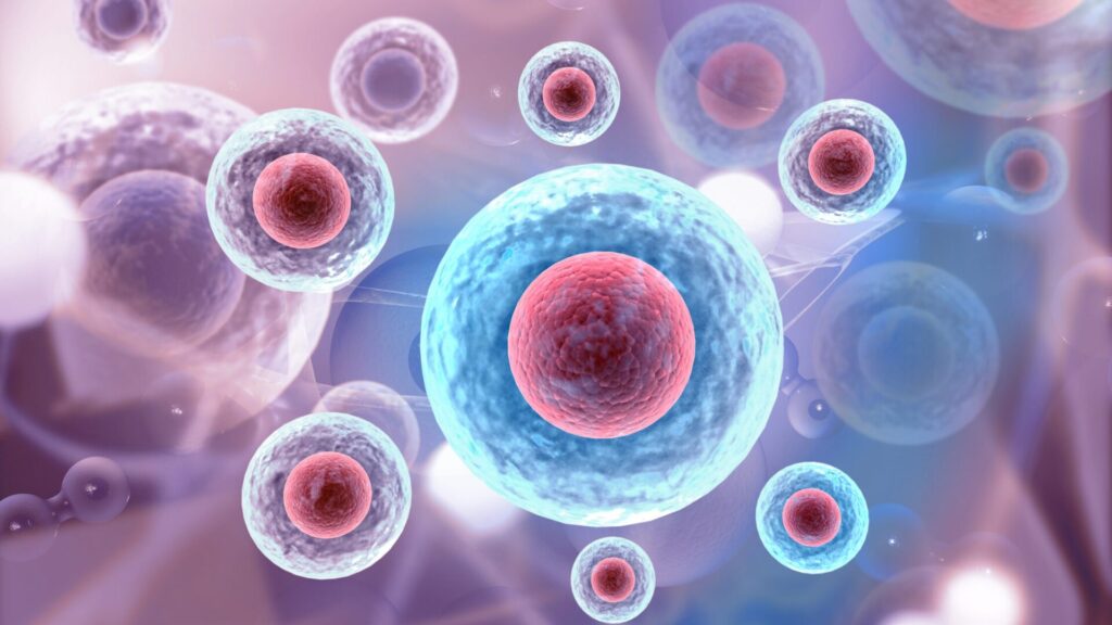 Changing the type of sugar we ingest could create healthier and more active stem cells.