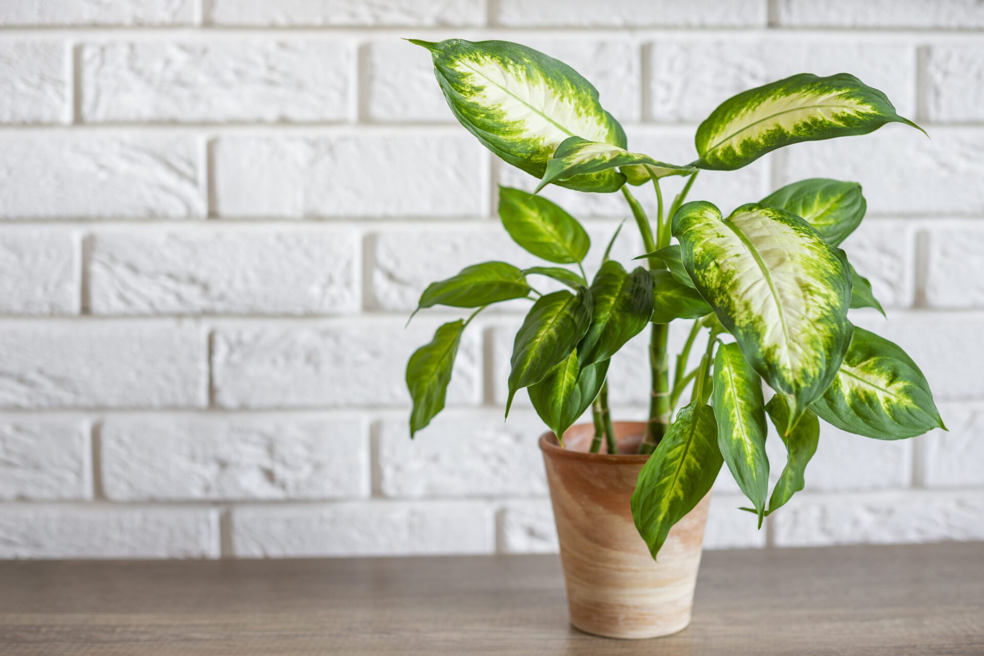 Dieffenbachia is a beautiful flower that threatens the life of your pets.