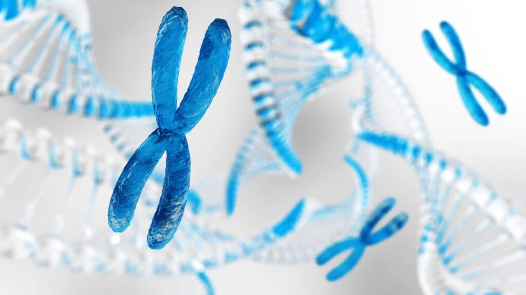 The X chromosome is very important. It determines the sex of a person. In women, among other things, it affects their health in many ways.