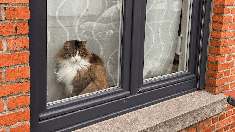 Cats like to look out of the window, but a moment of inattention can be enough to make them fall out. And it's not always the case that they fall on all fours.