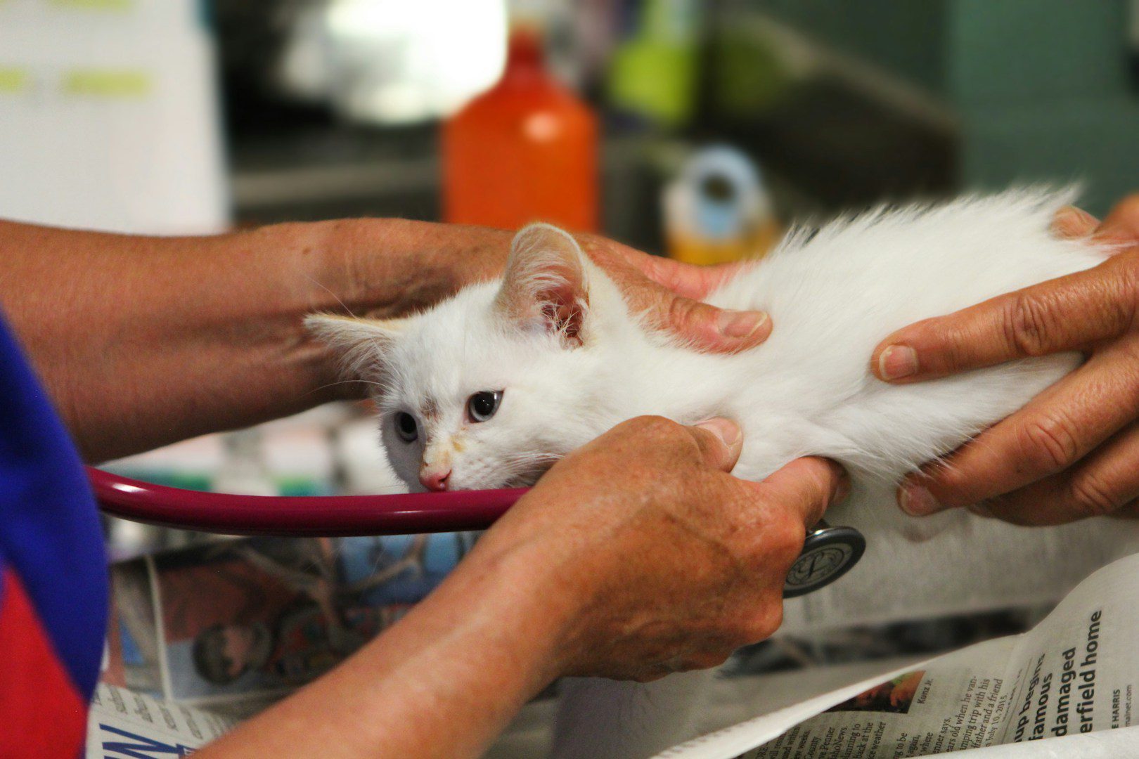 If a cat falls from a great height, it is very dangerous for it. You'll end up at the vet's with her only in the best case scenario.