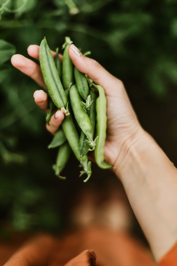 Pea coffee may not sound appealing at first, but those who have tried it agree that its taste is delicious.