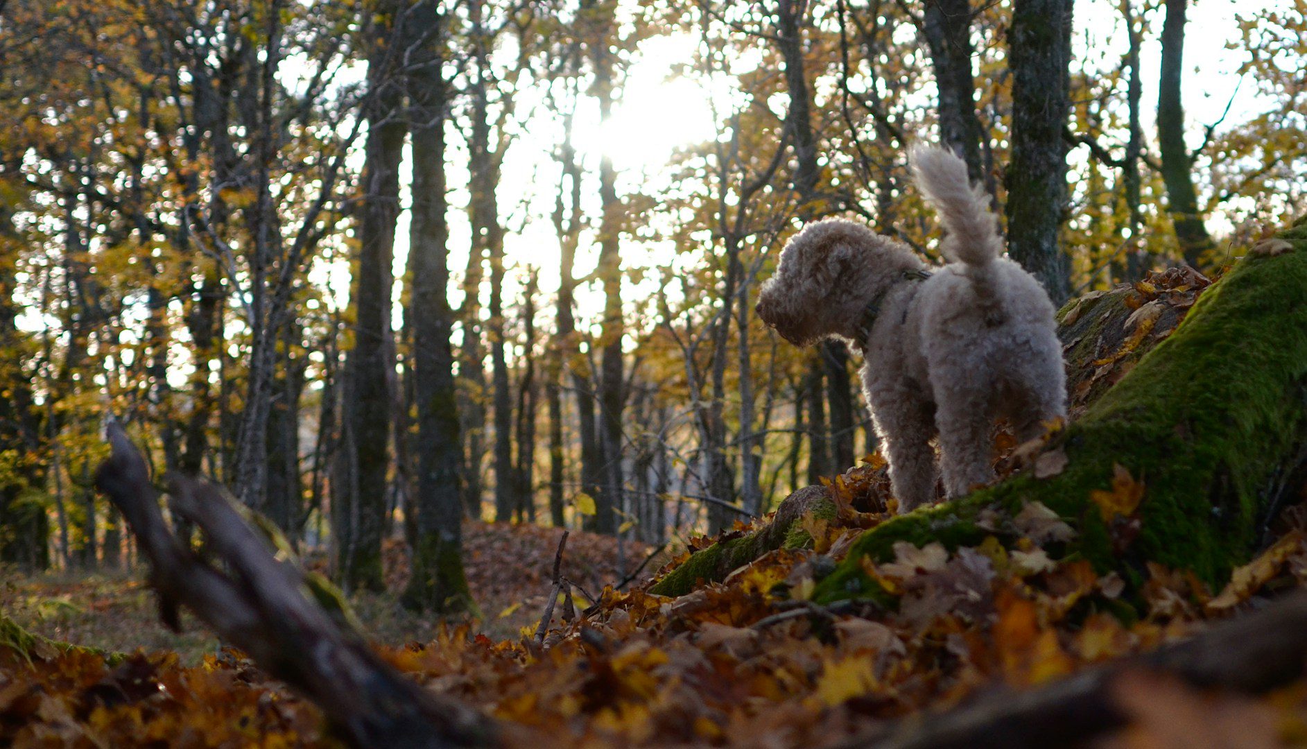For a dog, even a place that has been used hundreds of times is still something new because of all the smells around. That's why it sometimes takes him a while to find a suitable spot to defecate.