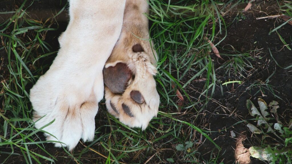 The dog's paws are soft, soft, if the dog nudges us with them, it is cute and playful. But do you know what makes them smell so sweet?