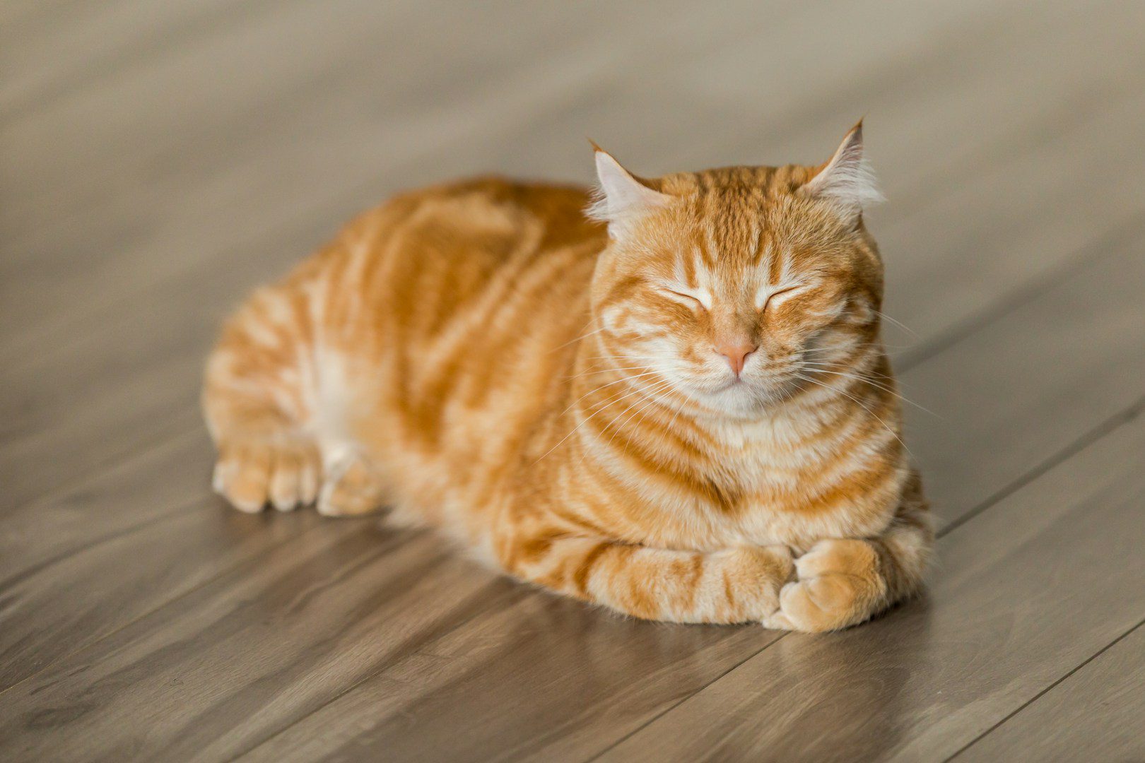 If the cat is vomiting, at least in most cases you know what is bothering it. But if she's gagging, it's more complicated.